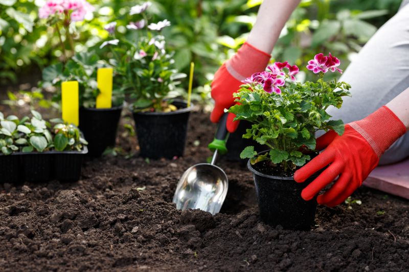 Agapanthus Planting Costs — Cost of Agapanthus Planting