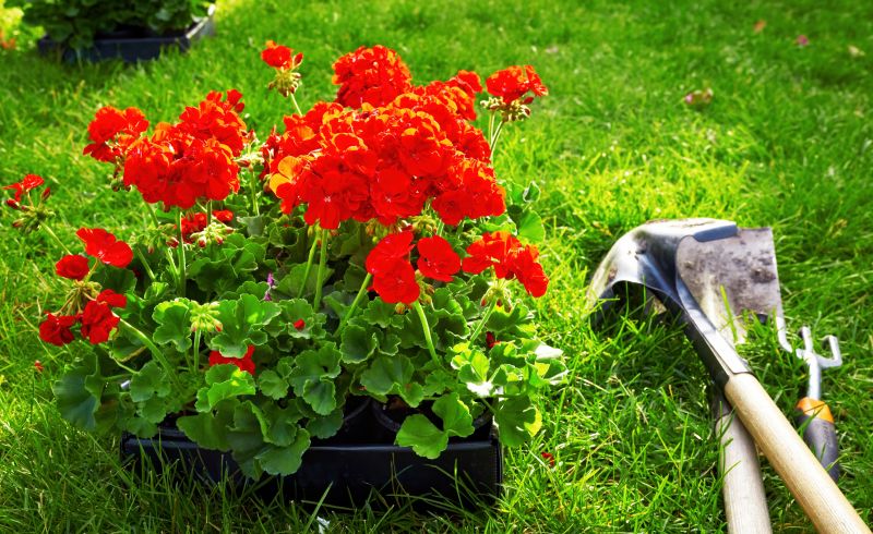 Agapanthus Planting Costs — Cost of Agapanthus Planting