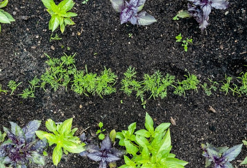 Plant Size and Maturity