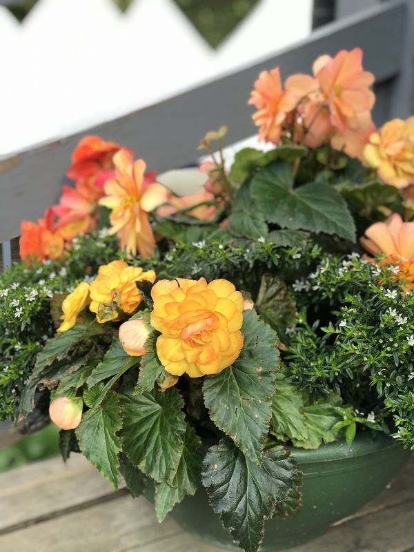 Root and Bulb Quality