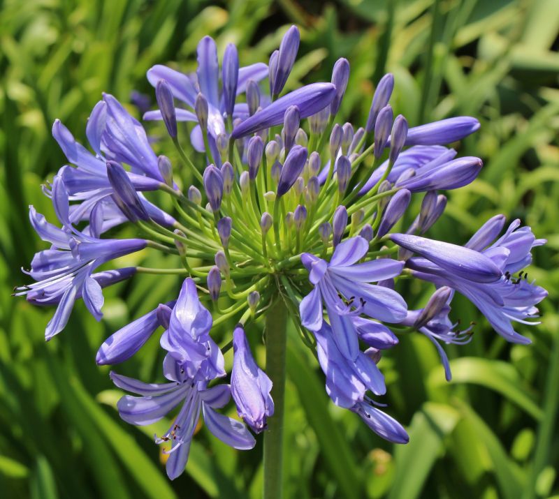 Agapanthus Planting