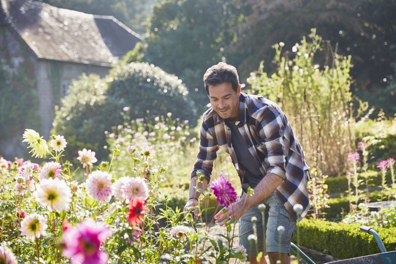 Agapanthus Planting