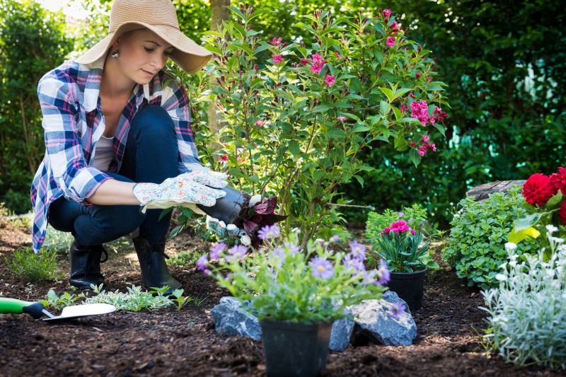 Agapanthus Planting
