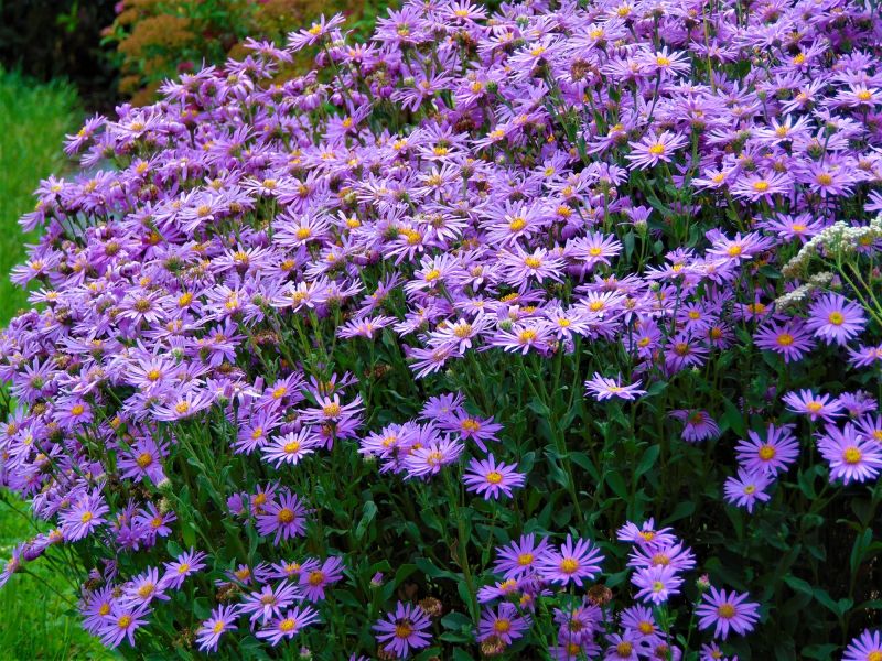 Mature Agapanthus Plants