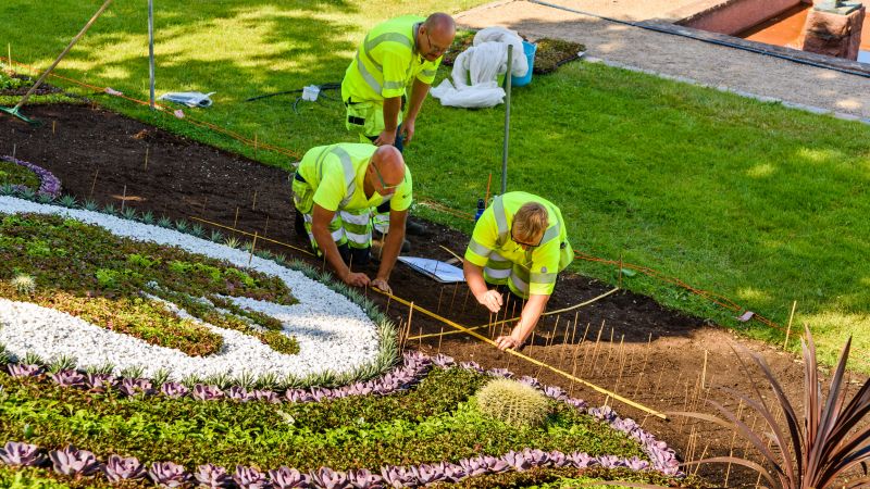 Agapanthus Planting