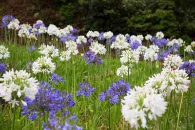 Stunning Flowering Plants!
